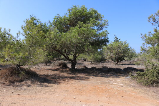 the national Park of Cape Greco, Cyprus trees