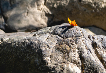 An orange butterfly on a stone