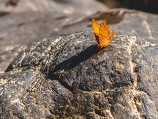 An orange butterfly on a stone