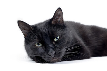 Black cat lying on a white background, looking at camera. Studio macro portrait of young black cat is isolated on white background