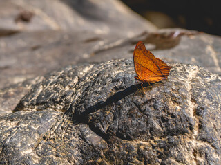 An orange butterfly on a stone