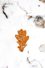 oak yellow leaf lies on the snow in the forest, vertical
