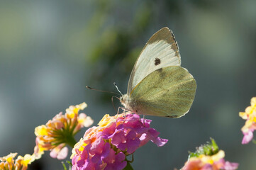 Foraging European Large Cabbage White butterfly , Pieris brassicae
