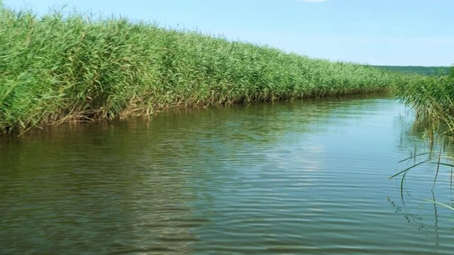FPV of floating on river on a boat among green reeds. Nice capm view.
