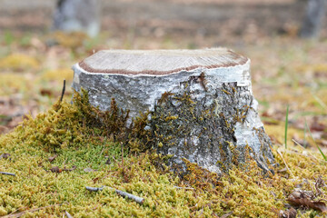 白樺の切り株と緑のこけ