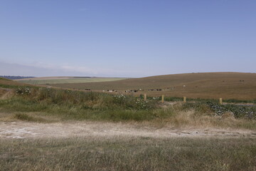 Fototapeta na wymiar landscape with a herd of cows