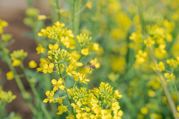 菜の花の蜜を吸いに来た蜜蜂