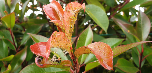 Green aphid or aphidoidea on a photinia red robin bush. Panorama.