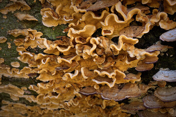 crab-of-the-woods fungi detail