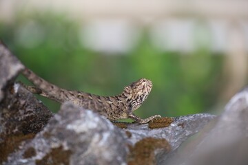 Lizard wildlife macro closeup in the nature 