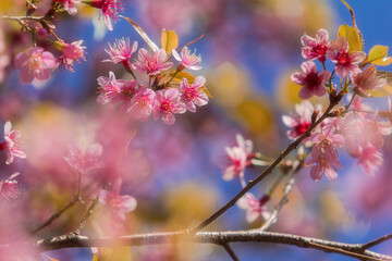 blossom in spring