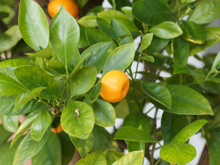 (Citrus microcarpa) Calamondin ou orange d'appartement, arbuste décoratif aux petites oranges...