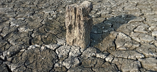 Decay wood near the river