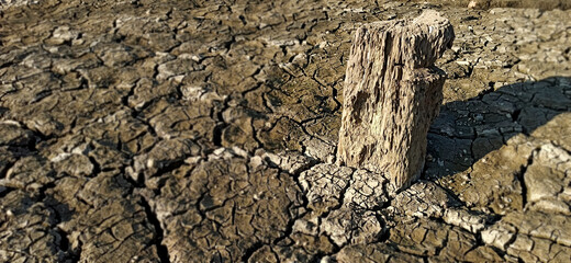 Decay wood near the river