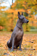 Xoloitzcuintle dog, or Mexican Hairless breed on the autumn park. Outdoors, close up portrait of adult dog of big standard size. Copy space, reddish yellow leaves background.