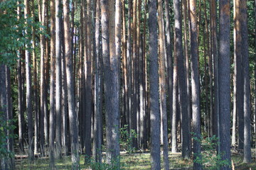 Obraz premium Pine tree trunks in forest - coniferous trees