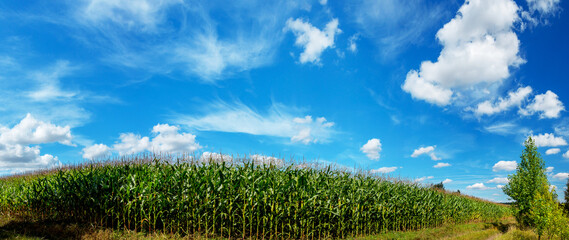 Green corn or maize growing in farm field on a background of blue sky with beautiful white clouds