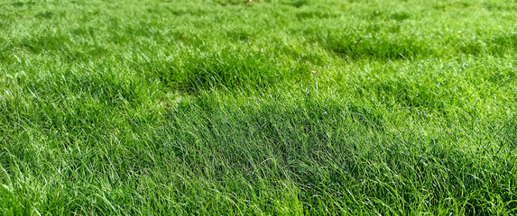 
Green grass in the field