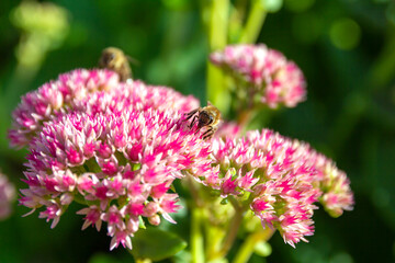 Closeup of a bee enjoying the The star-shaped pink flowers - Fette Henne .