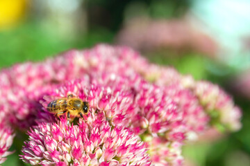 Closeup of a bee enjoying the The star-shaped pink flowers - Fette Henne .