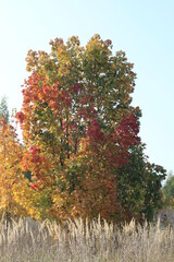 Beautiful red and yellow autumn tree in nature, Golden autumn