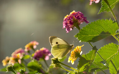  European Large Cabbage White butterfly , Pieris brassicae On The Flowers Of Lantana Camara , in The Morning