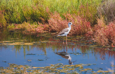 Fauna del Delta del Ebreo