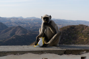 Obraz na płótnie Canvas Monkey with a packet of chips