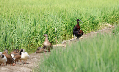 Fauna del Delta del Ebreo