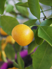 Citrus ou citrofortunella microcarpa - Calamondin ou oranger d'appartement, agrume décoratif au feuillage vert-foncé et fructification en petites oranges