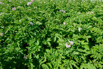Field with high green potato tops with flowers