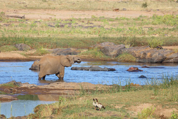 Naklejka na ściany i meble Afrikanischer Elefant im Olifants River / African elephant in Olifants River / Loxodonta africana