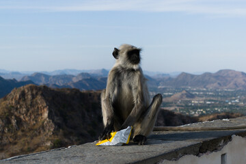 Monkey with a packet of chips