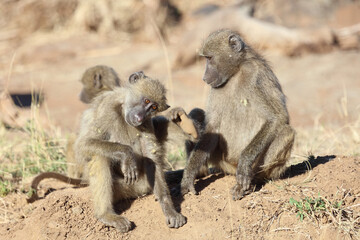 Bärenpavian / Chacma baboon / Papio ursinus.