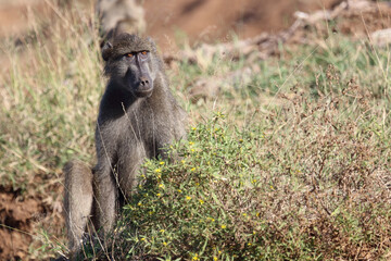Bärenpavian / Chacma baboon / Papio ursinus.