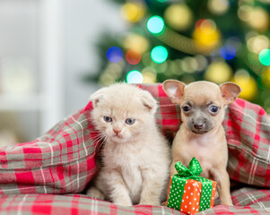 Fototapeta na wymiar Tiny Toy terrier puppy and gray kitten sit together under warm blanket on a bed with gift box and with Christmas tree on background. Empty space for text