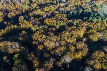 Fototapeta na wymiar Aerial view of a forest of trees of Atlantic species. Spain.