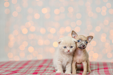 Fototapeta na wymiar Tiny Toy terrier puppy and baby kitten sit together on festive background. Empty space for text