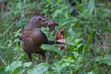 Bird with worms in a garden in Burgenland,Austria,Europe
