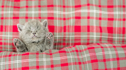 Cozy kitten sleeps under blanket on a bed at home. Top down view. Empty space for text