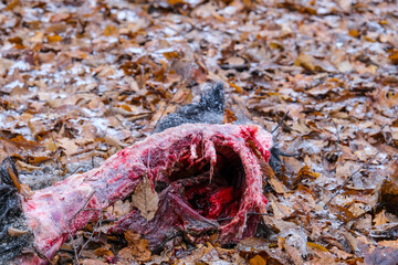 A bloody carcass of a dog eaten by wild animals