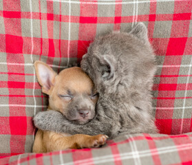Kitten hugs toy terrier puppy. Pets sleep under plaid blanket on a bed at home. Top down view