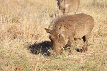 Warzenschwein / Warthog / Phacochoerus africanus