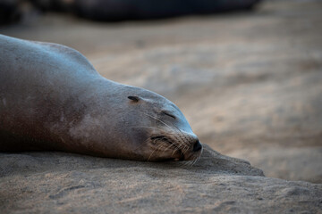 Naklejka premium sea lion on the beach