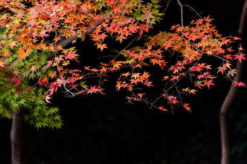 Autumn leaves fall leaves red leaves　Maple