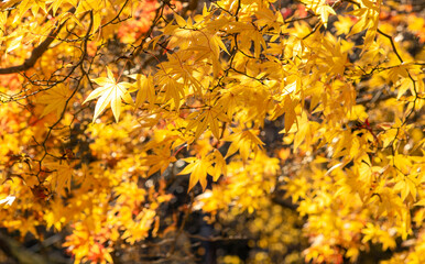 Autumn leaves fall leaves red leaves　Maple