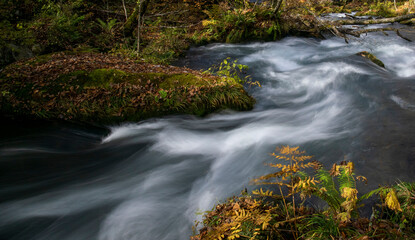 Forest　Mountain stream　landscape　fall colors