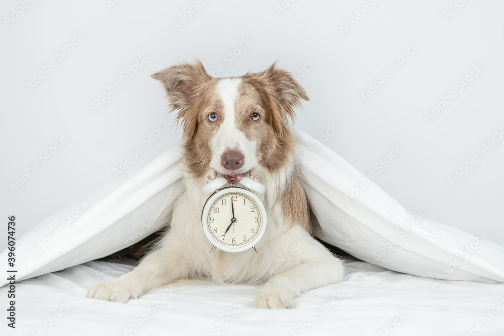 Poster border collie lying under white blanket on a bed at home and holds alarm clock in it mouth