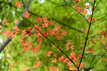 Autumn leaves fall leaves red leaves　Maple