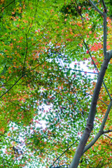 Autumn leaves fall leaves red leaves　Maple